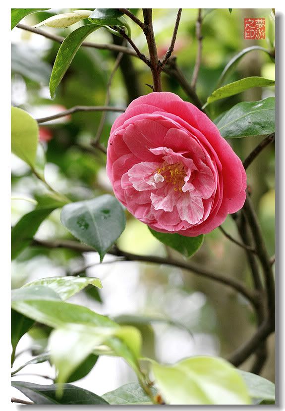 [原创摄影] 春色茶花朵朵香27P_图1-21