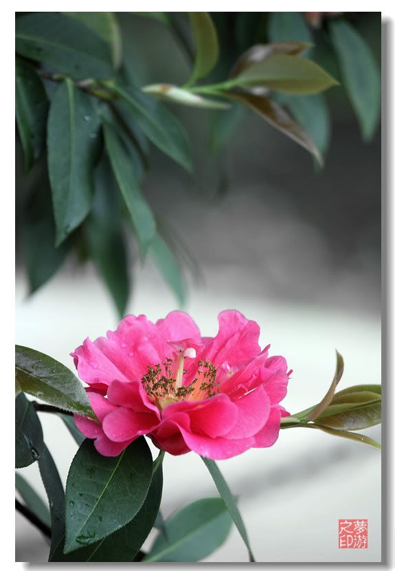 [原创摄影] 春色茶花朵朵香27P_图1-23