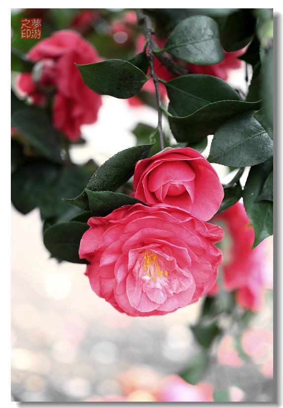 [原创摄影] 春色茶花朵朵香27P_图1-25