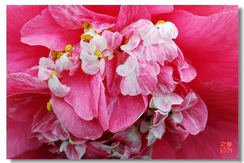 [原创摄影] 春色茶花朵朵香27P_图1-26