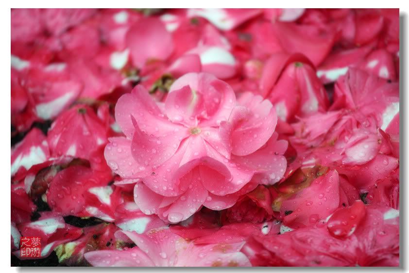 [原创摄影] 春色茶花朵朵香27P_图1-27