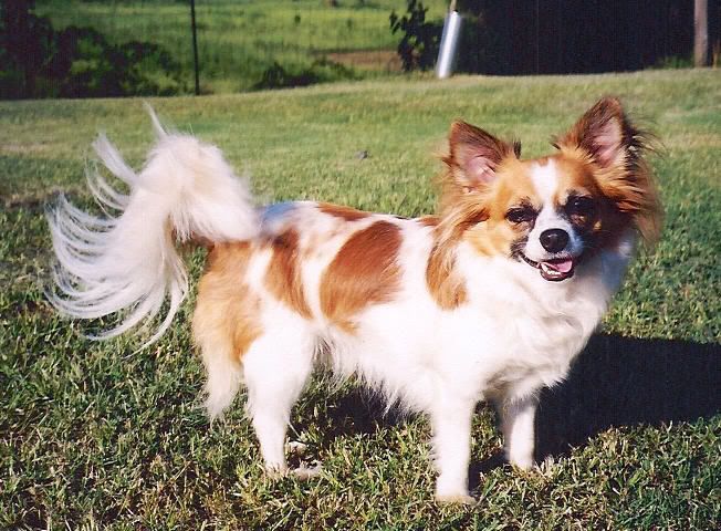 chihuahua long haired dachshund mix. Taz the Long Haired Chihuahua
