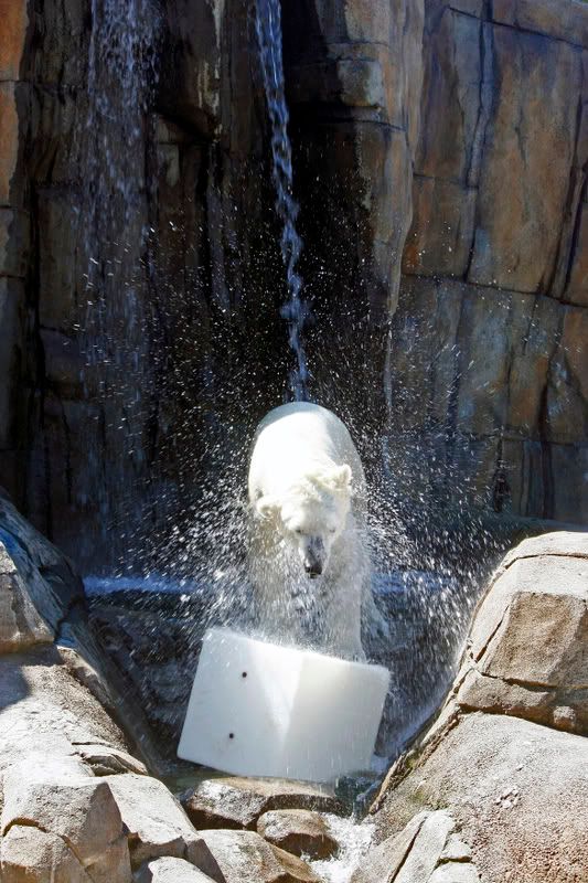 IMAGE: http://i210.photobucket.com/albums/bb276/coondogg15210/3b142518.jpg