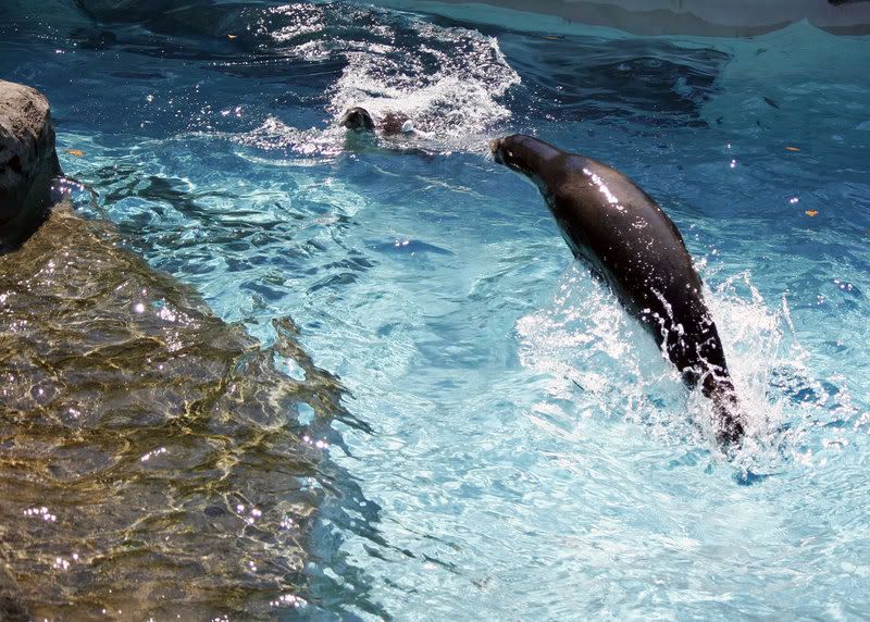 IMAGE: http://i210.photobucket.com/albums/bb276/coondogg15210/530f501c.jpg