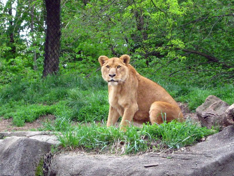 IMAGE: http://i210.photobucket.com/albums/bb276/coondogg15210/IMG_8579.jpg