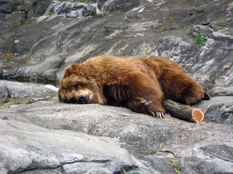 IMAGE: http://i210.photobucket.com/albums/bb276/coondogg15210/IMG_9059.jpg