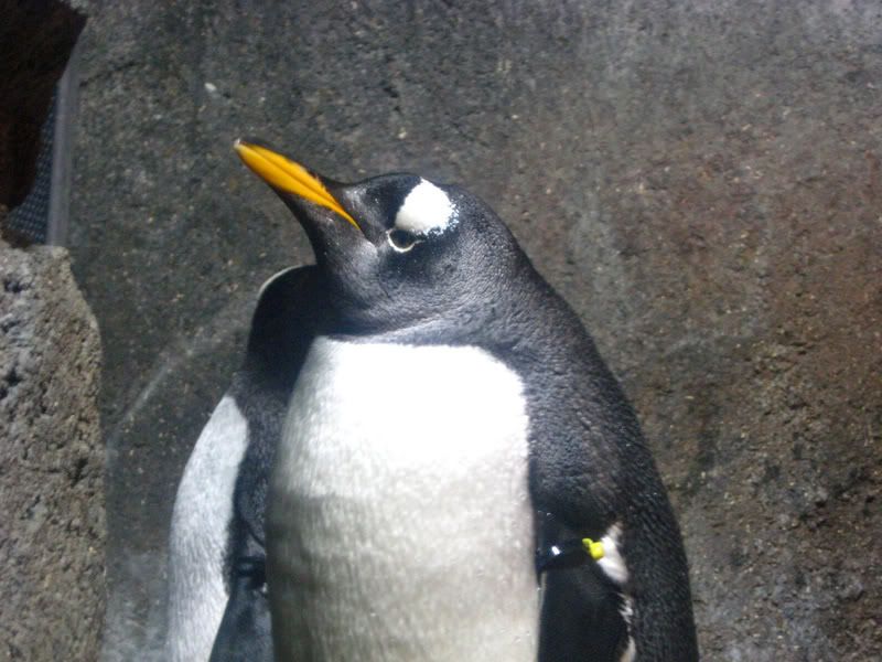 IMAGE: http://i210.photobucket.com/albums/bb276/coondogg15210/IMG_9152.jpg