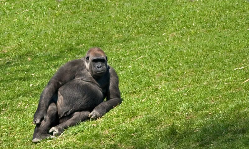 IMAGE: http://i210.photobucket.com/albums/bb276/coondogg15210/Z00%204-10-09/IMG_5811_edited-1.jpg