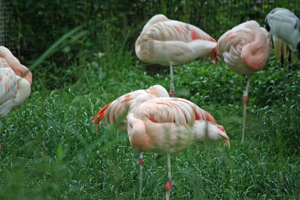 IMAGE: http://i210.photobucket.com/albums/bb276/coondogg15210/Zoo%206-18-08/3c4953e8.jpg