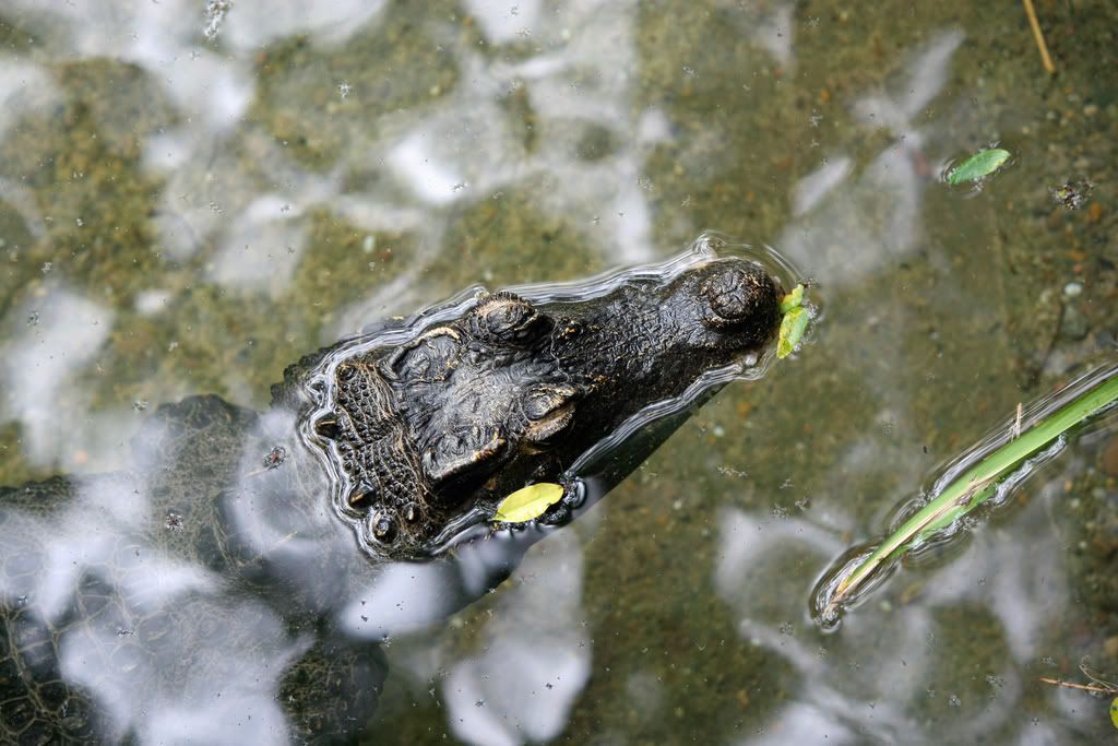 IMAGE: http://i210.photobucket.com/albums/bb276/coondogg15210/Zoo%206-18-08/b5431292.jpg