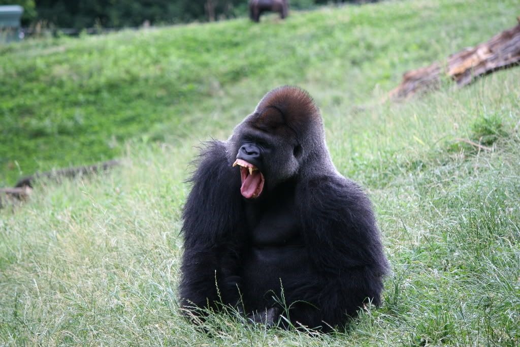 IMAGE: http://i210.photobucket.com/albums/bb276/coondogg15210/Zoo%206-18-08/fe960993.jpg