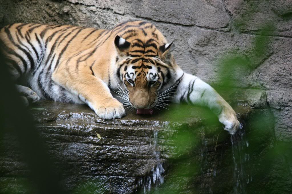 IMAGE: http://i210.photobucket.com/albums/bb276/coondogg15210/Zoo%206-2-08/IMG_4470.jpg