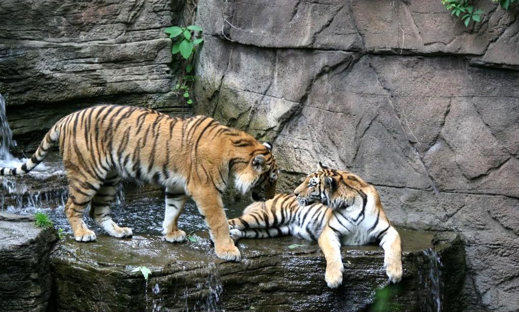 IMAGE: http://i210.photobucket.com/albums/bb276/coondogg15210/Zoo%206-2-08/IMG_4487.jpg