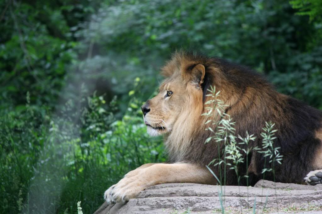 IMAGE: http://i210.photobucket.com/albums/bb276/coondogg15210/Zoo%206-2-08/IMG_4570.jpg