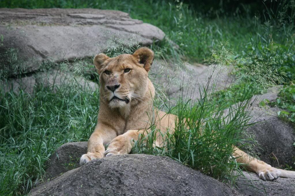 IMAGE: http://i210.photobucket.com/albums/bb276/coondogg15210/Zoo%206-2-08/IMG_4579.jpg