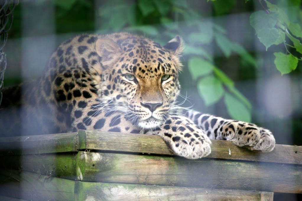 IMAGE: http://i210.photobucket.com/albums/bb276/coondogg15210/Zoo%206-2-08/IMG_4595.jpg