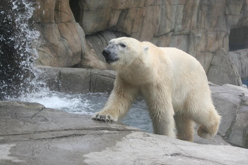 IMAGE: http://i210.photobucket.com/albums/bb276/coondogg15210/Zoo%206-2-08/IMG_4830.jpg