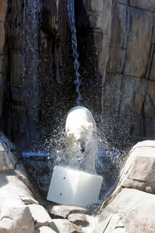 IMAGE: http://i210.photobucket.com/albums/bb276/coondogg15210/b288ee8f.jpg