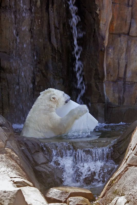 IMAGE: http://i210.photobucket.com/albums/bb276/coondogg15210/c2f55135.jpg