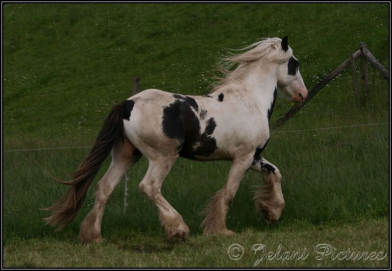 Bowen all grown up. He is a piebald Irish Cob stallion with blue eyes.