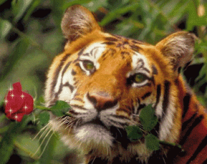 Tiger Animated Flower Mouth Face