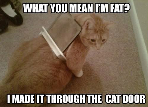 aaaa-Too-Fat-Cat.jpg