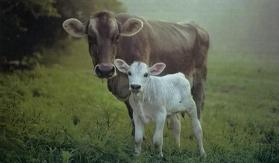  photo mother-cow-and-calf.jpg