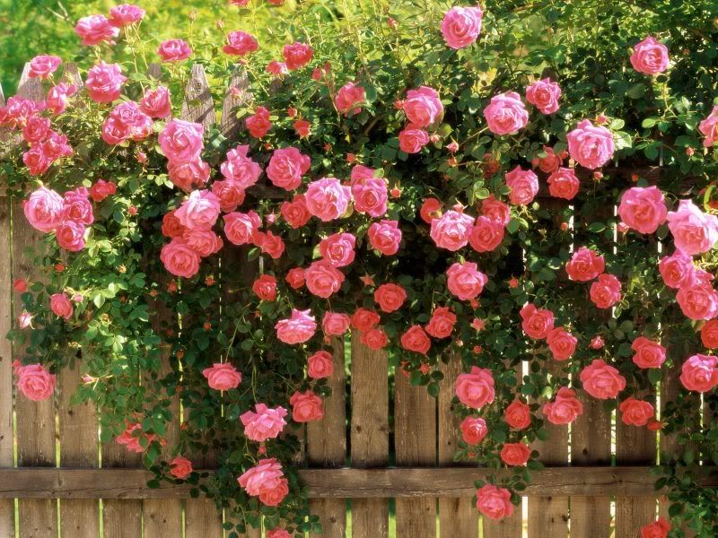 Weeks Wholesale Rose Grower