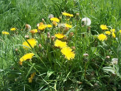 Herbs Herb on Of Science People Gathered Wild Herbs And Cultivated Them In Herb