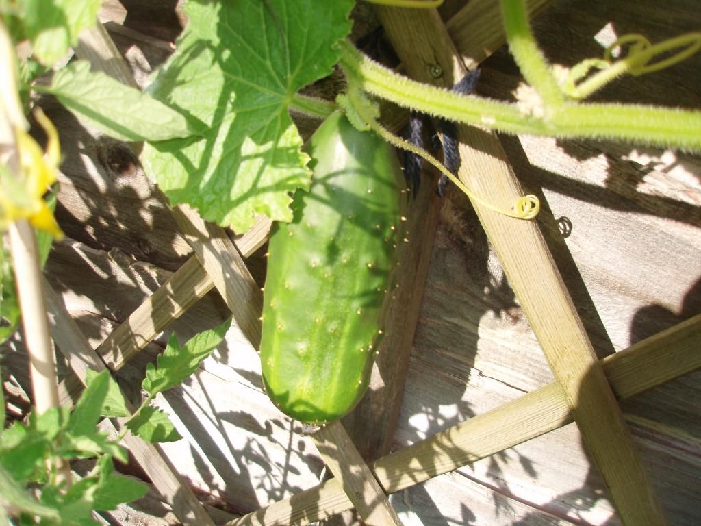 Cucumber photo Cucumber.jpg