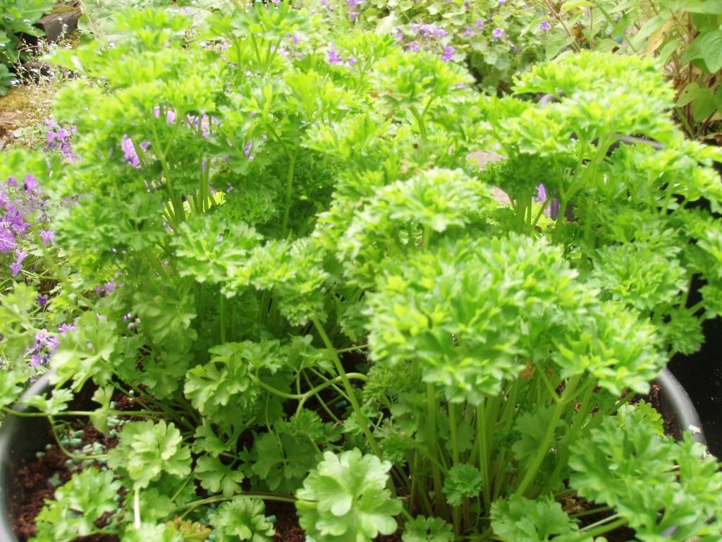 Curly parsley photo Curlyparsely.jpg