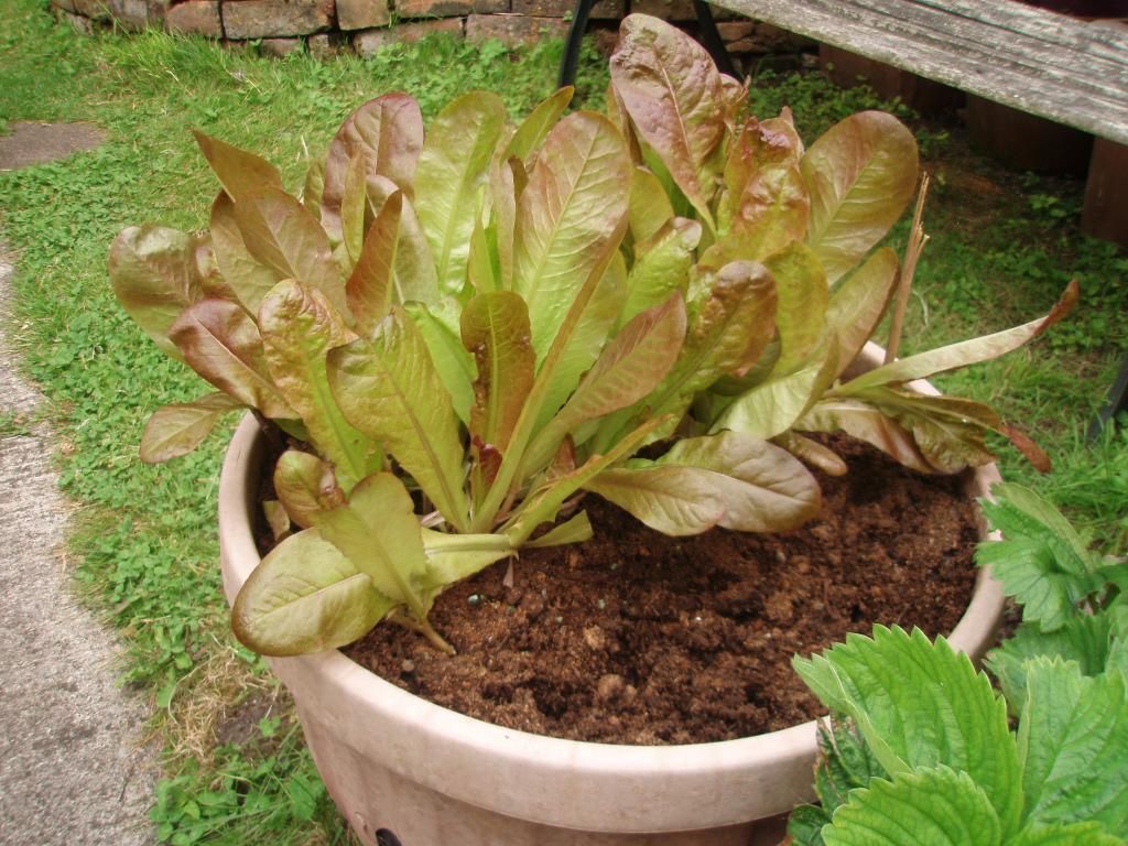 Romaine lettuce photo Romainelettue.jpg