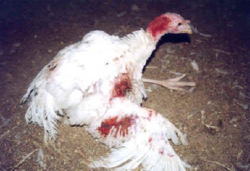 turkey cruelty1 photo turkey-cruelty-1.jpg