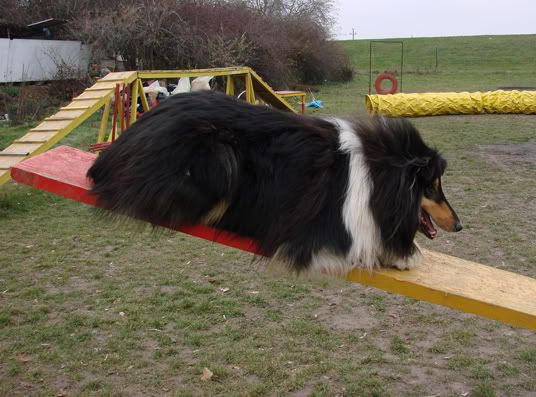 bonoagility03.jpg