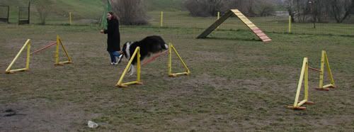 bonoagility11.jpg