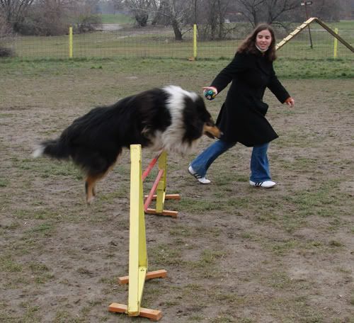 bonoagility12.jpg