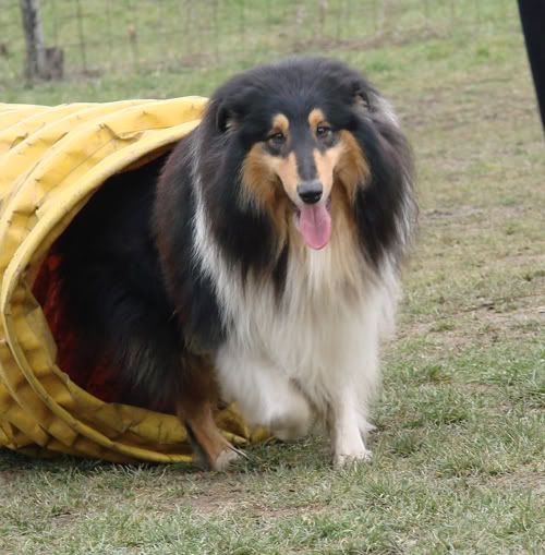 bonoagility13.jpg