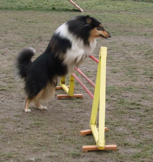 bonoagility14.jpg