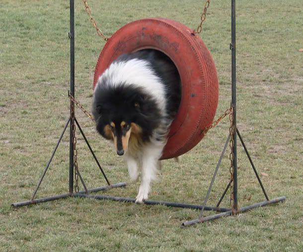 bonoagility15.jpg