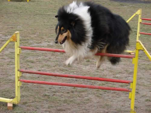 bonoagility16.jpg