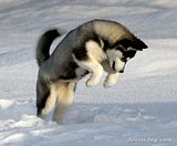 th_Siberian-Husky-Puppy-5.jpg?t=12496920