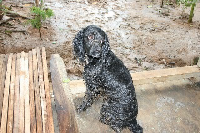 What kind of dog?? - Homesteading Questions