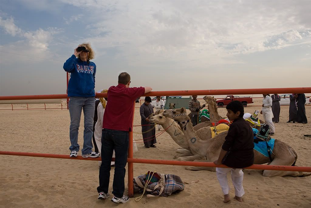 kuwait camel