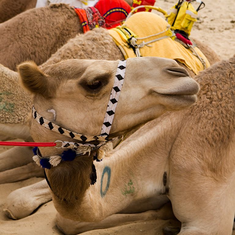 kuwait camel