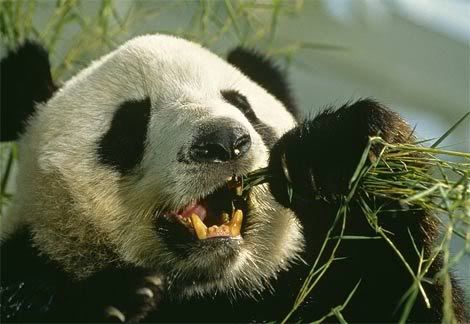 Giant Panda Pictures, Images and Photos