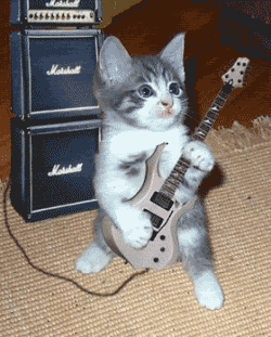 CATS.gif image by Talamander