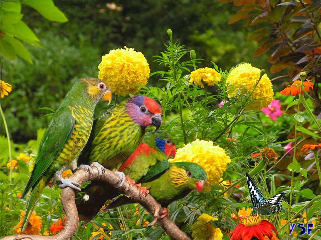 Las flores con los loros y la mariposa Pictures, Images and Photos