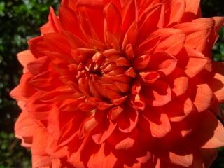 swan's olympic flame