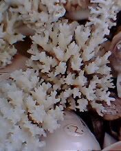 IMG0272A.jpg
