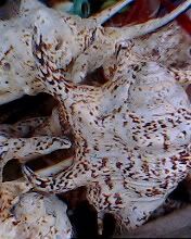 IMG0273A.jpg